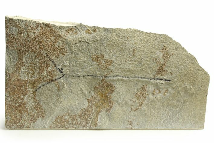 Unprepared Fossil Fish Plate - Fish Around Long #290666